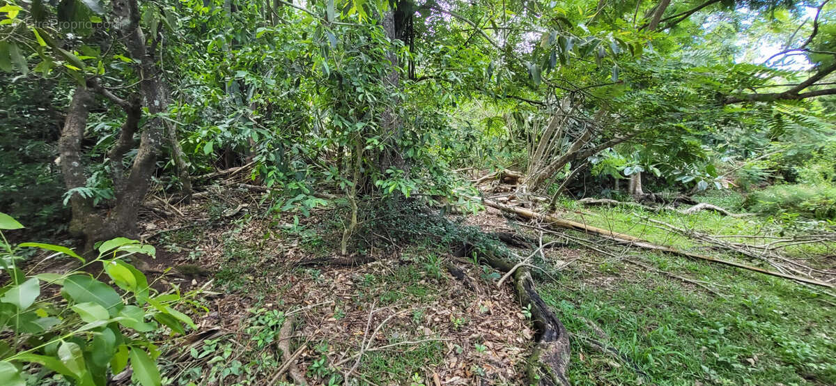 Terrain à SAINT-DENIS