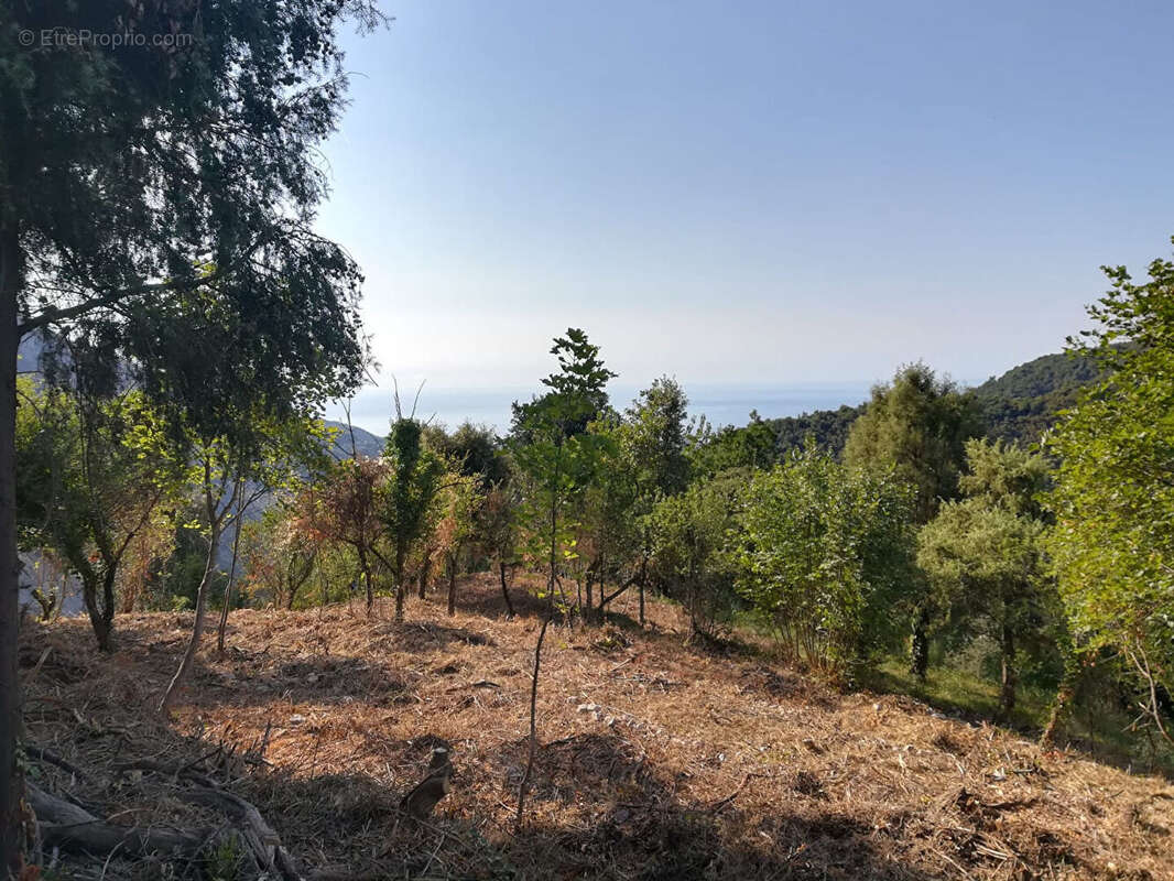 Terrain à CASTILLON