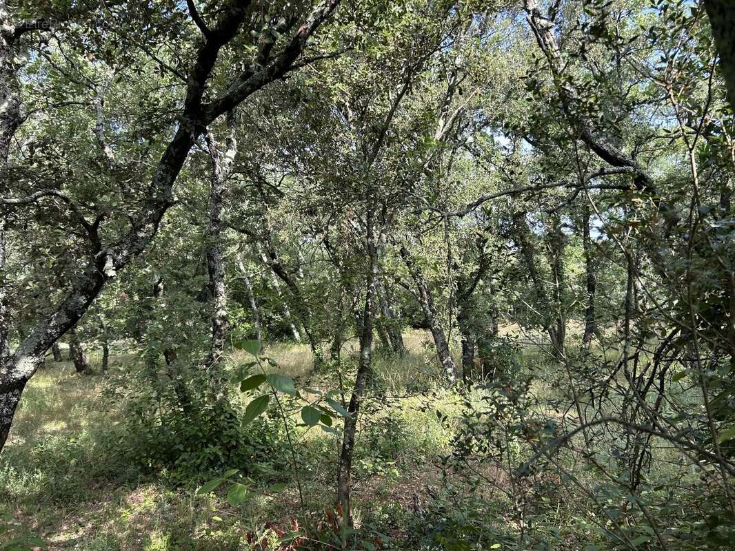 Terrain à SAINT-SIFFRET