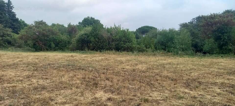 Terrain 2499 m² à Embres-Et-Castelmaure  - photo 2