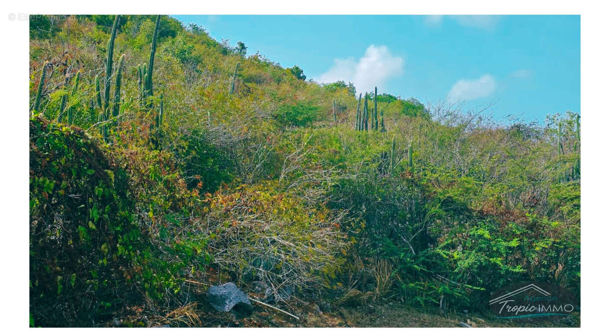 Terrain à SAINT-MARTIN