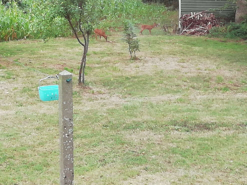 Maison à SAINT-THURIAU