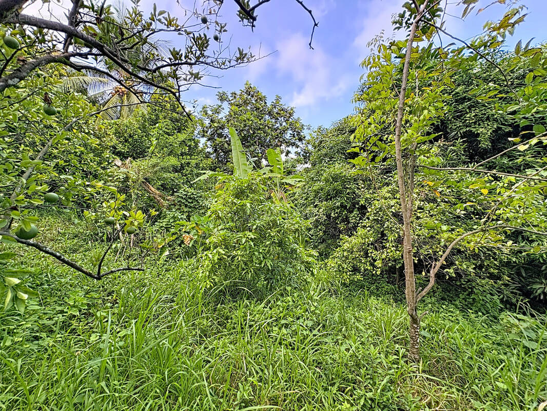 Terrain à LA TRINITE