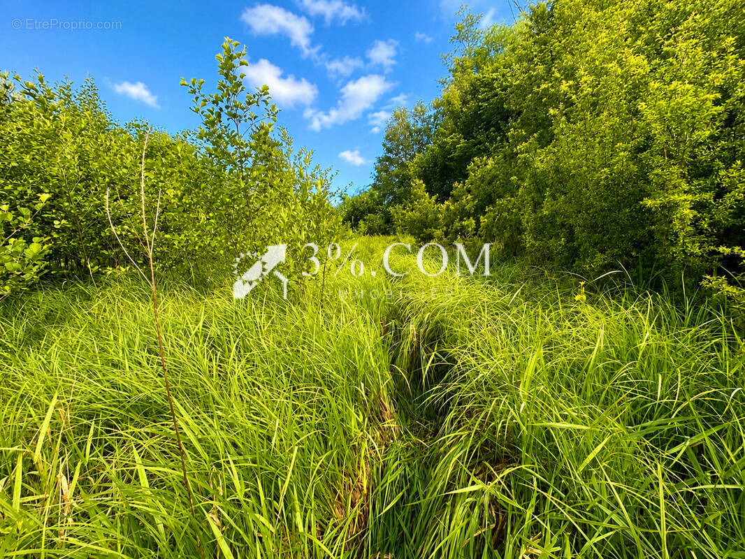 Terrain à CHAZELLES-SUR-ALBE