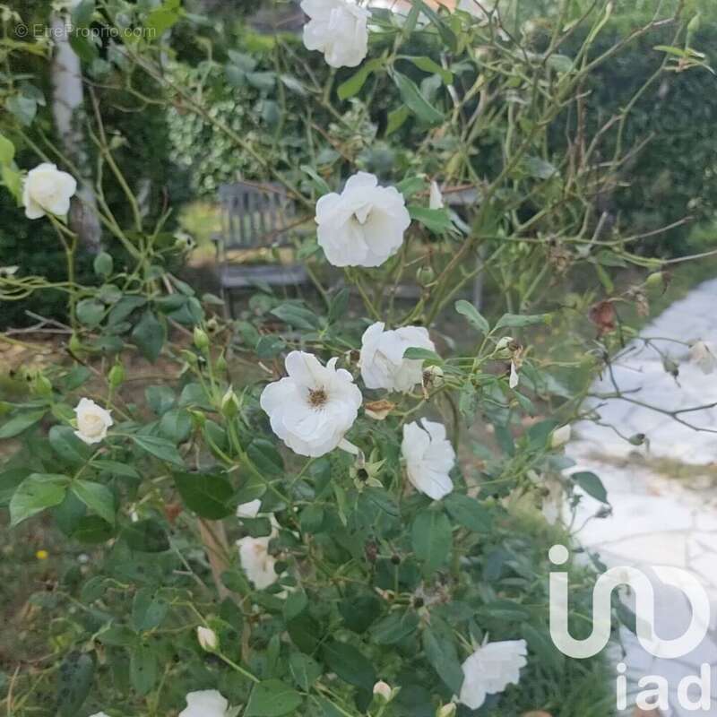 Photo 7 - Maison à CHALLANS