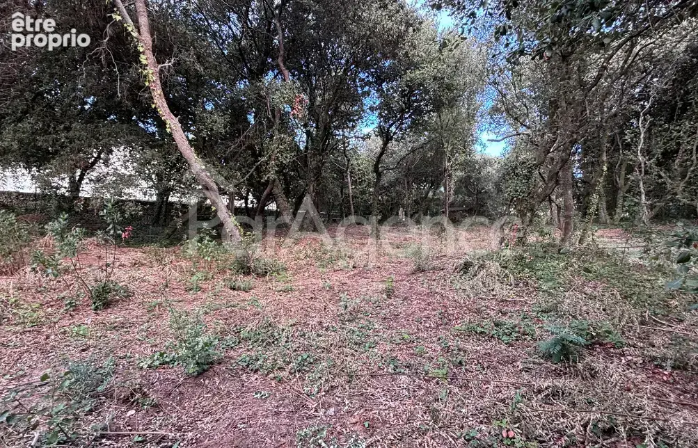 Terrain arboré 1 200 m2 - 3e ligne mer - Saint-Palais-sur-Mer - photo 2