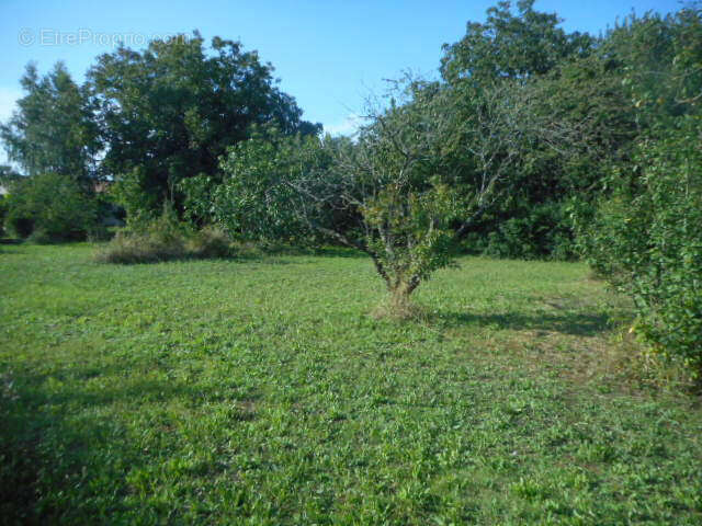 Terrain à SAINT-REMY