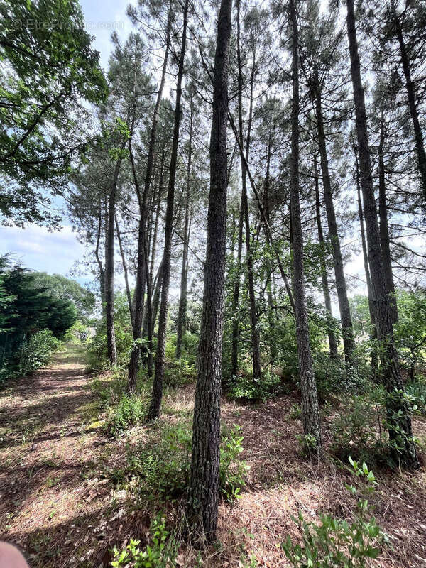 Terrain Constructible de 879 m² - photo 2