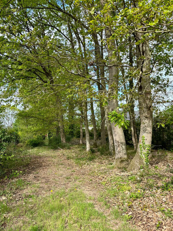 Maison Phénix familiale sur grand terrain arboré avec sous-sol total - photo 8