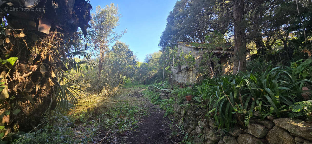 Terrain à OLMETO