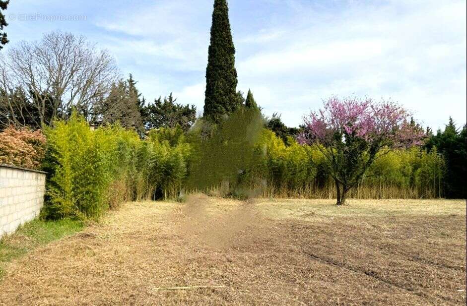 Terrain à SAINT-REMY-DE-PROVENCE