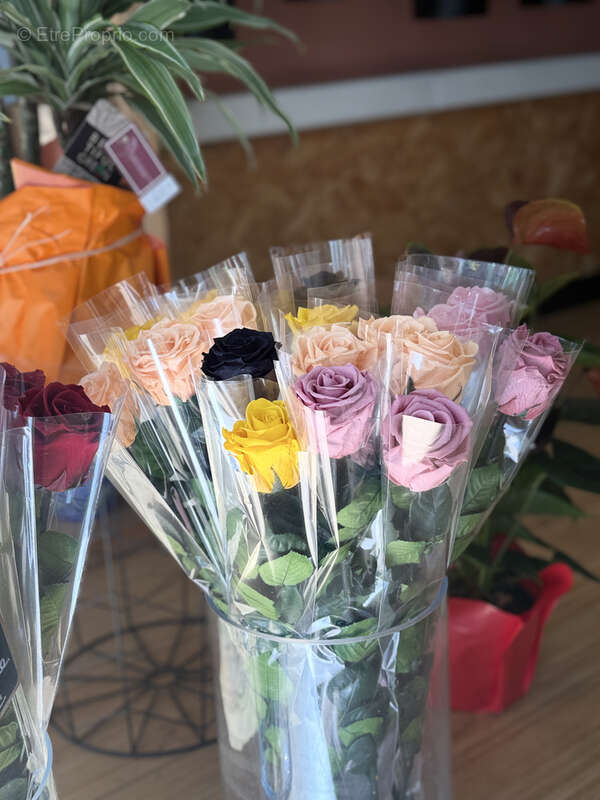 Commerce à GRUISSAN