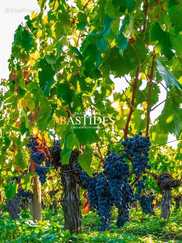 Propriete viticole  **pomerol ** - photo 2