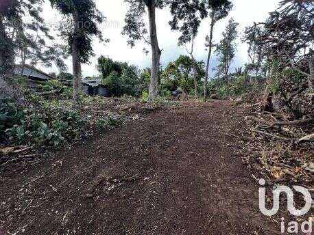 Photo 2 - Terrain à SAINT-PIERRE