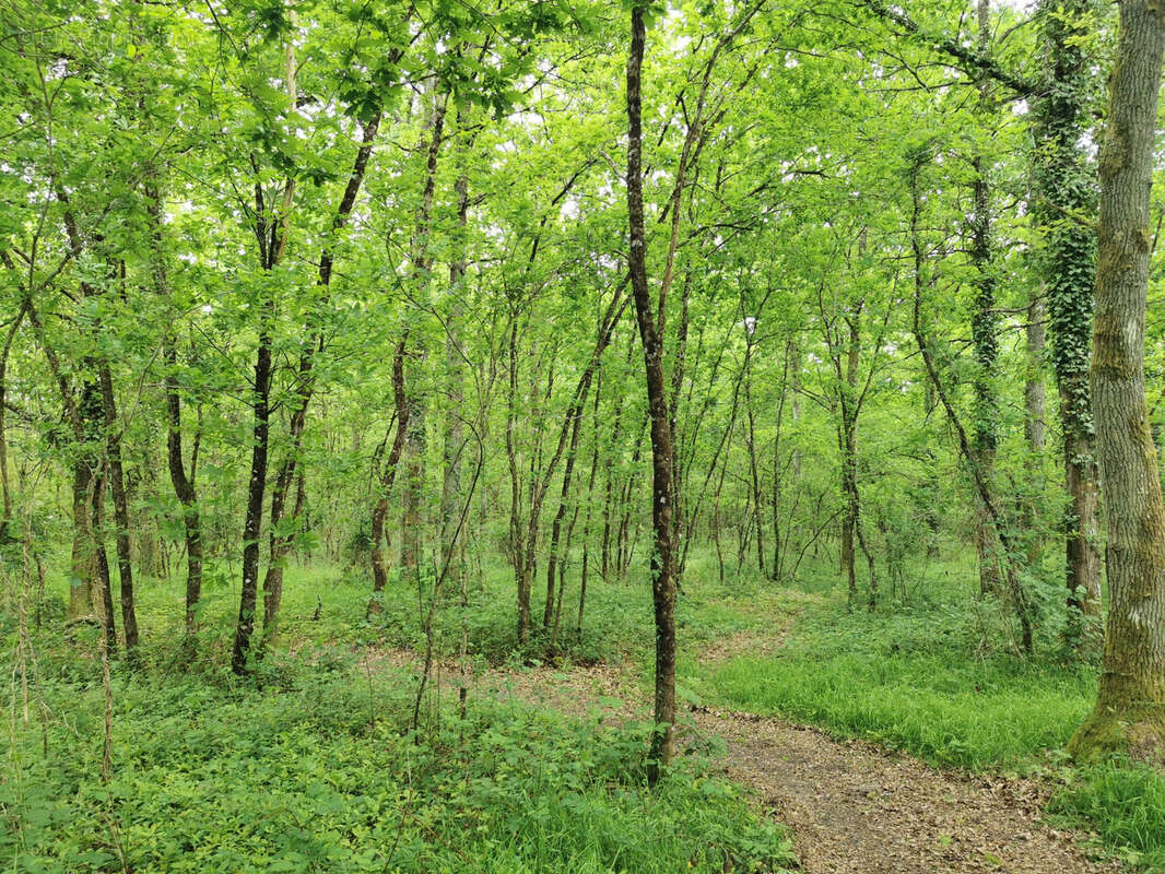 Terrain à SELLES-SAINT-DENIS
