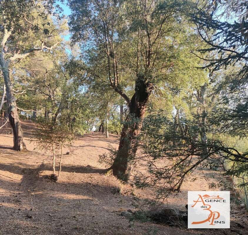 Terrain à COLLOBRIERES