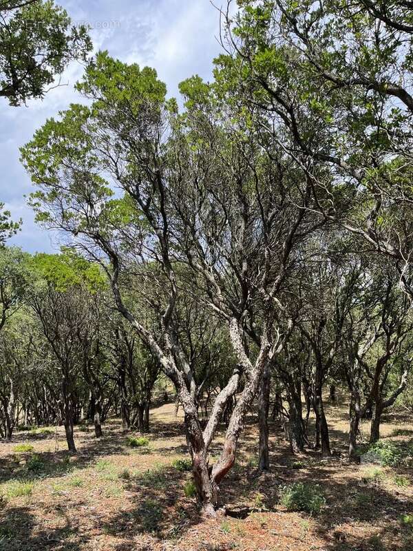 Terrain à SAINT-RAPHAEL