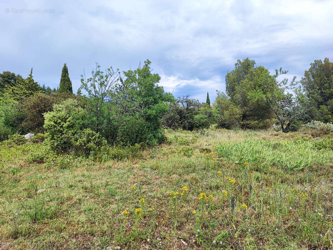 Terrain à FELINES-MINERVOIS