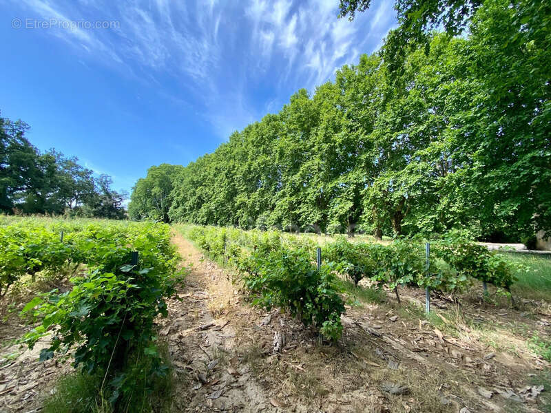 Dpt Gard (30), à vendre dans le Gard, propriété viticole en AOP Côtes du Rhône sur 25 hectares avec Château du XVème siècle - photo 43