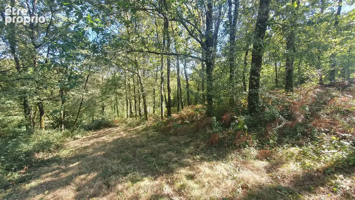 Maison de Caractère de 306 m2 Hab, proche de Hagetmau - photo 6