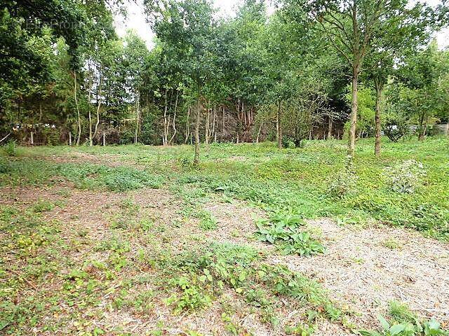 Terrain à SAINT-REMY