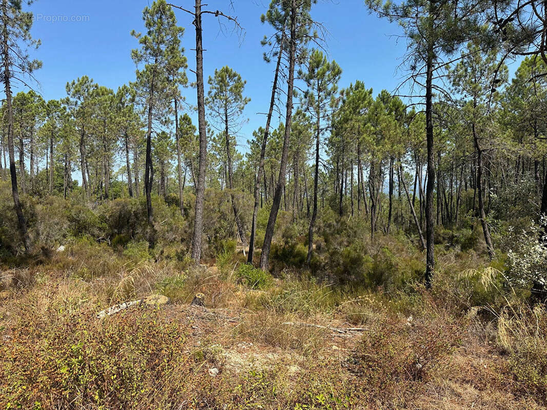Terrain à TOURRETTES
