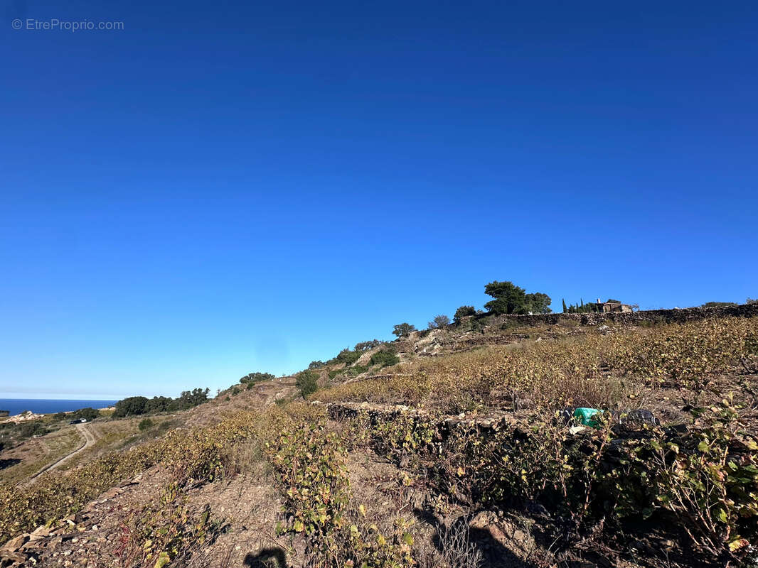 Terrain à COLLIOURE