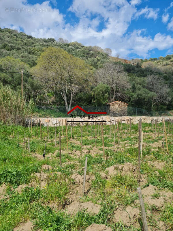 Terrain à BANYULS-SUR-MER