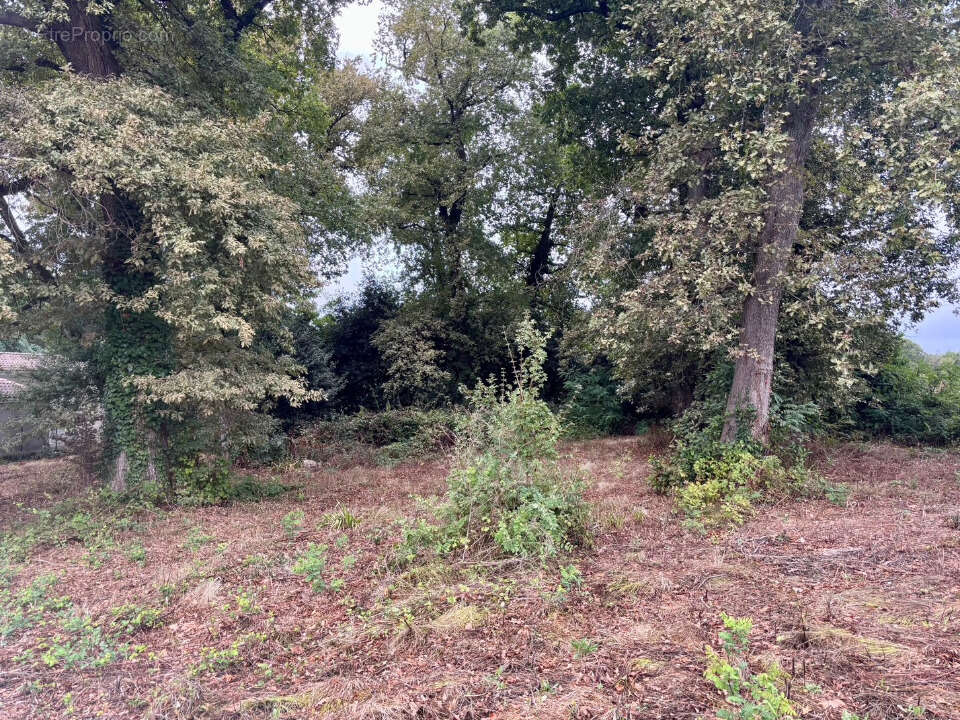 Terrain à SAINT-ESTEPHE