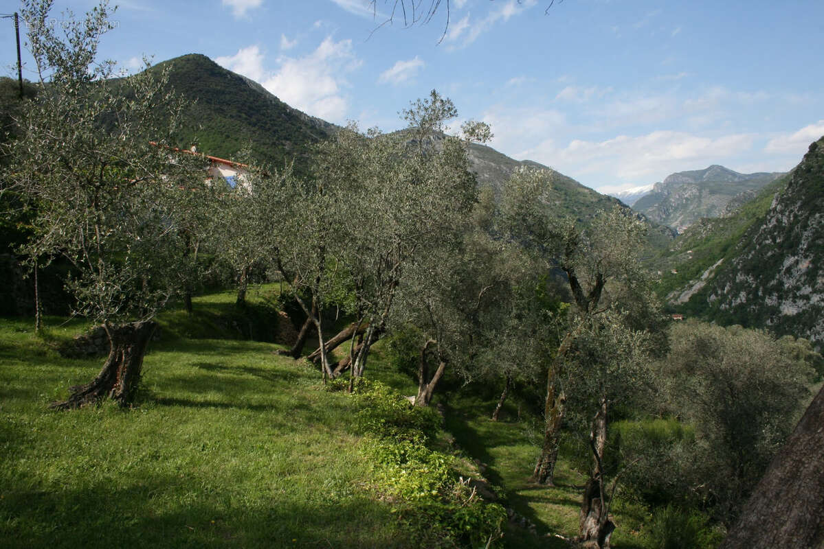 Maison à BREIL-SUR-ROYA
