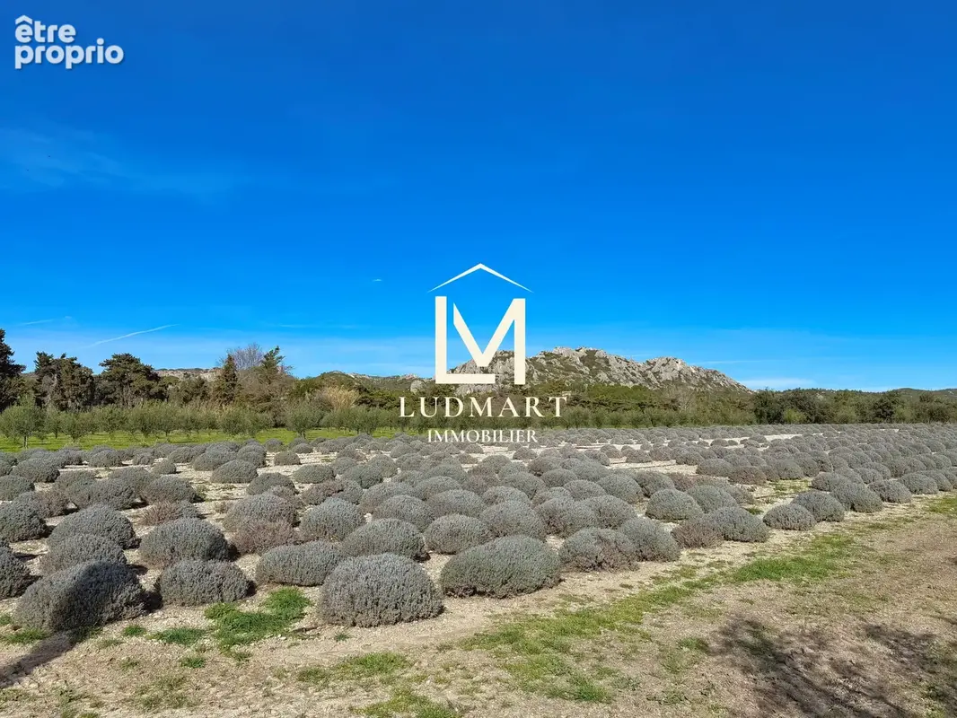 Propriété d’exception de 1300m2 au cœur des Alpilles — Domaine de 7,3 ha avec oliveraie - photo 8