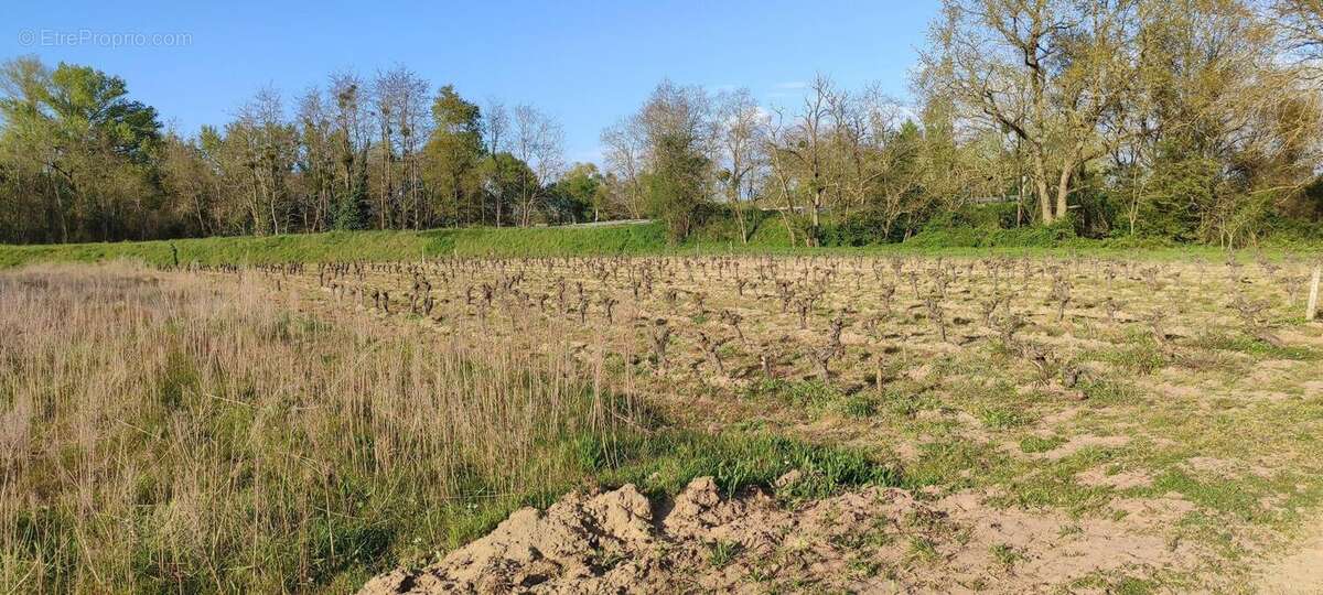 Photo 5 - Terrain à SAVIGNY-EN-VERON