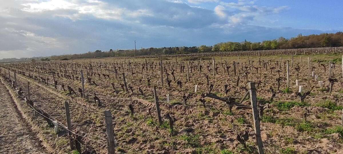 Photo 2 - Terrain à SAVIGNY-EN-VERON
