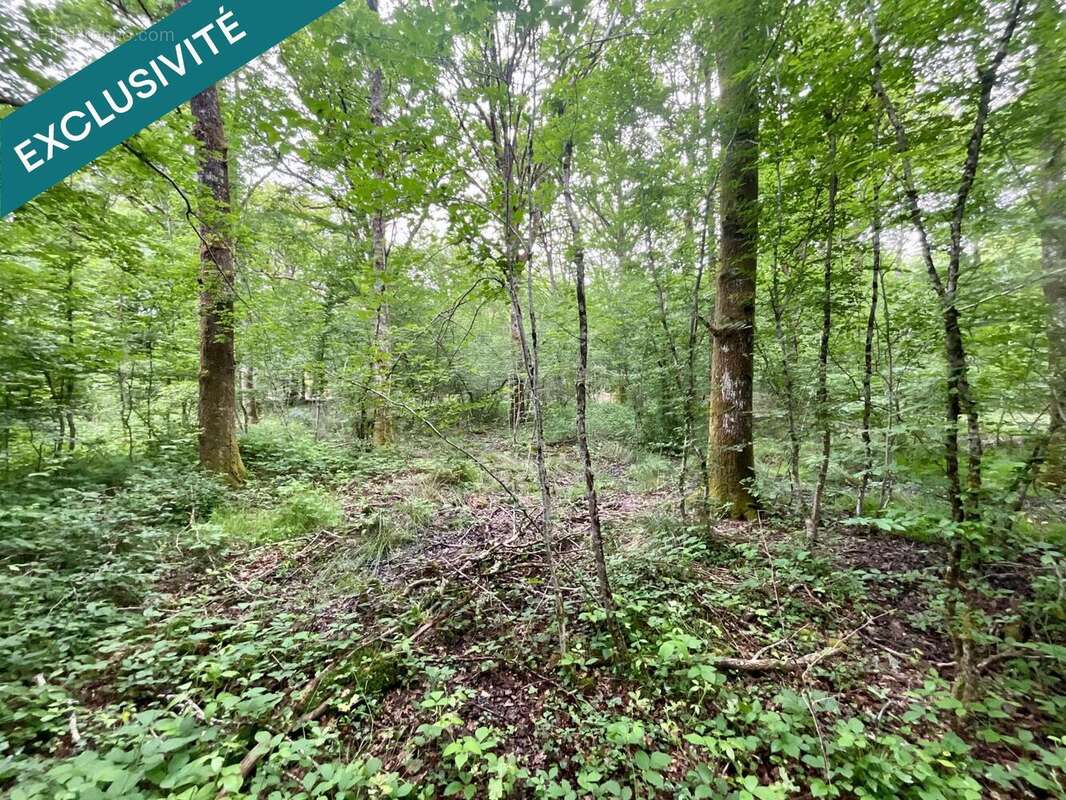 Photo 2 - Terrain à VOUZERON