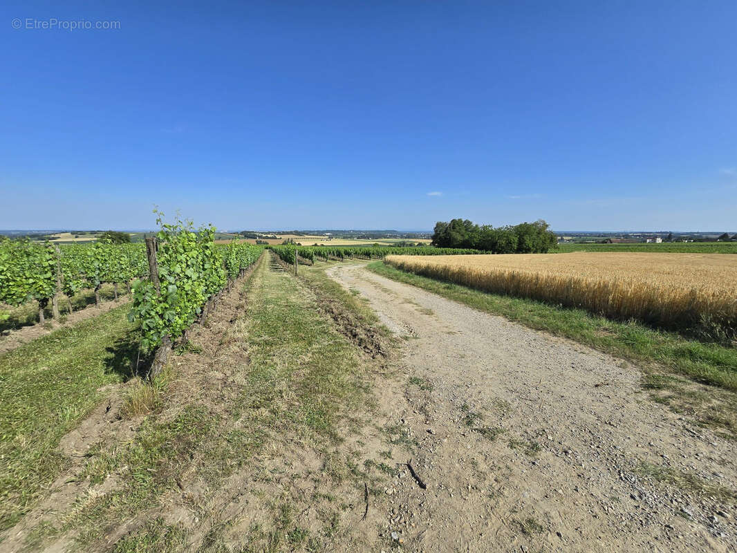 Parcelles viticoles AOC St Pourçain - photo 3