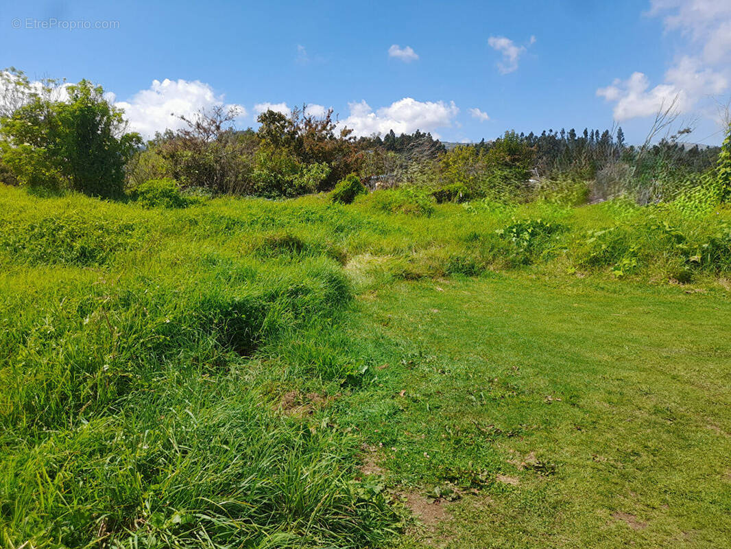 Terrain à LA PLAINE-DES-PALMISTES