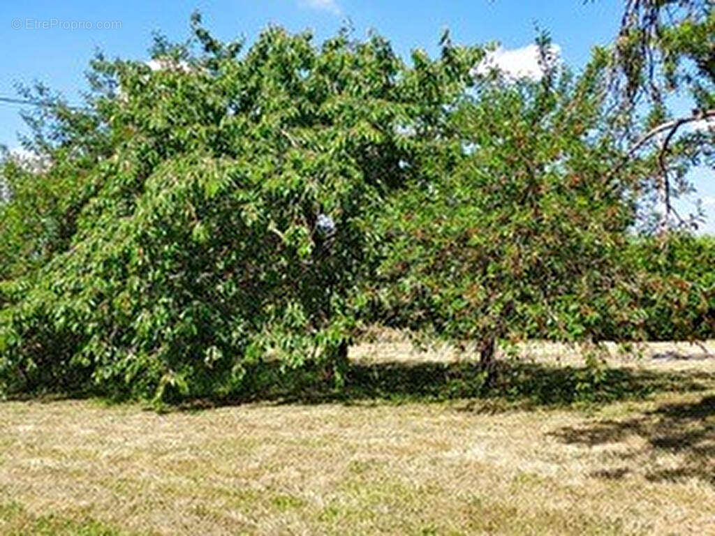 Terrain à CRUCHERAY