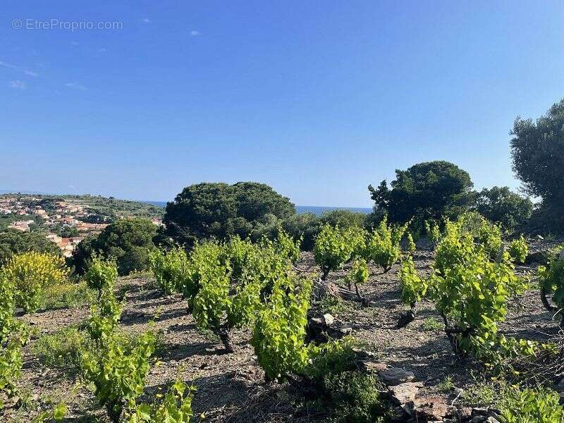 Terrain à COLLIOURE