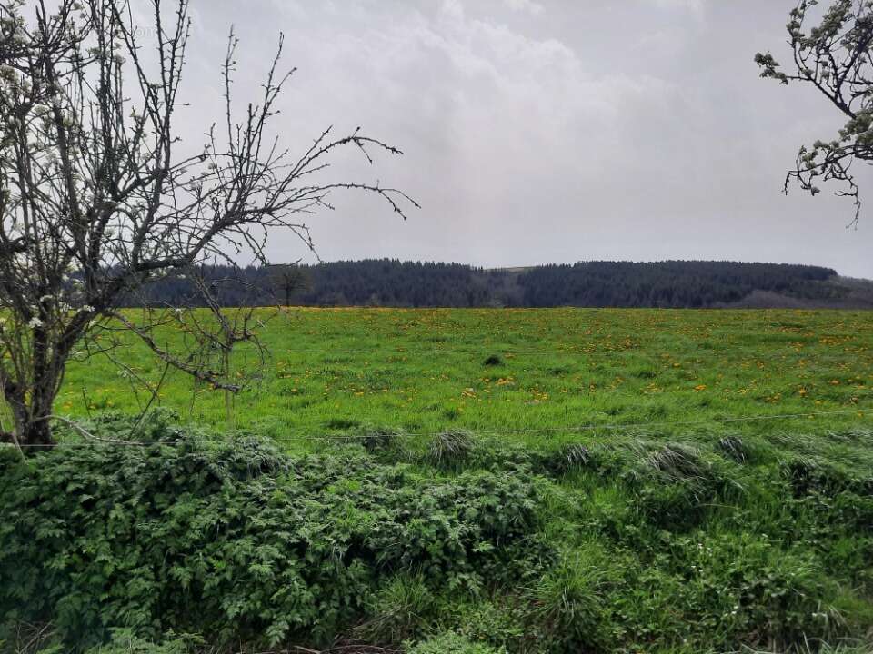 Terrain 1500 m² à Roannes-Saint-Mary  - photo 2