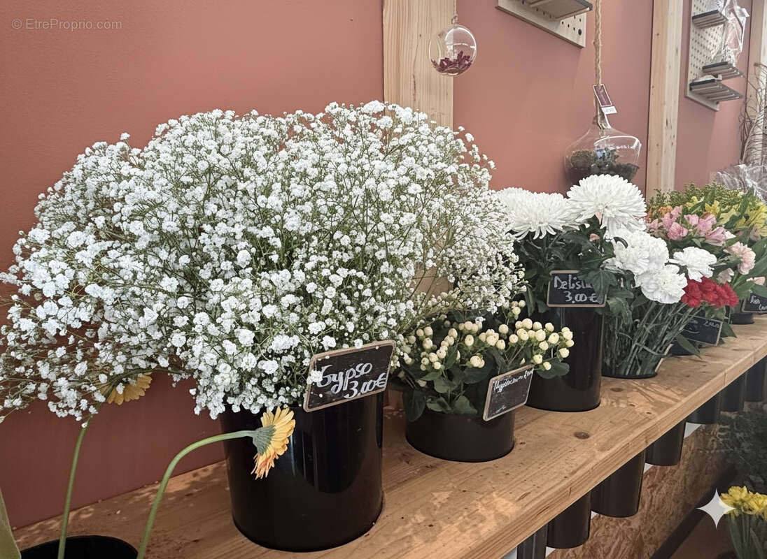 Commerce à GRUISSAN