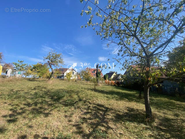 Terrain à DETTWILLER