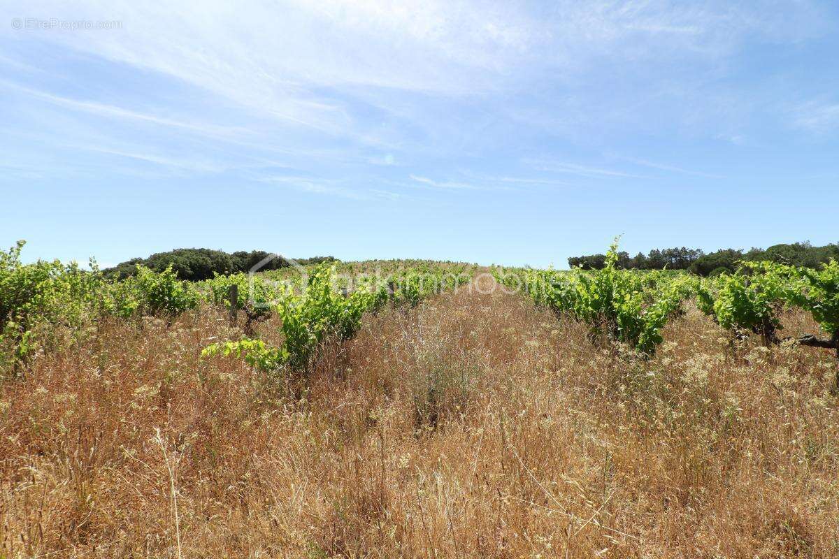 Parcelles de vignes de 5,5 hectares environ - photo 2