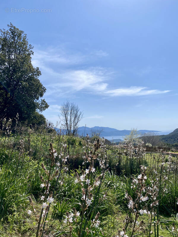 Terrain à PROPRIANO