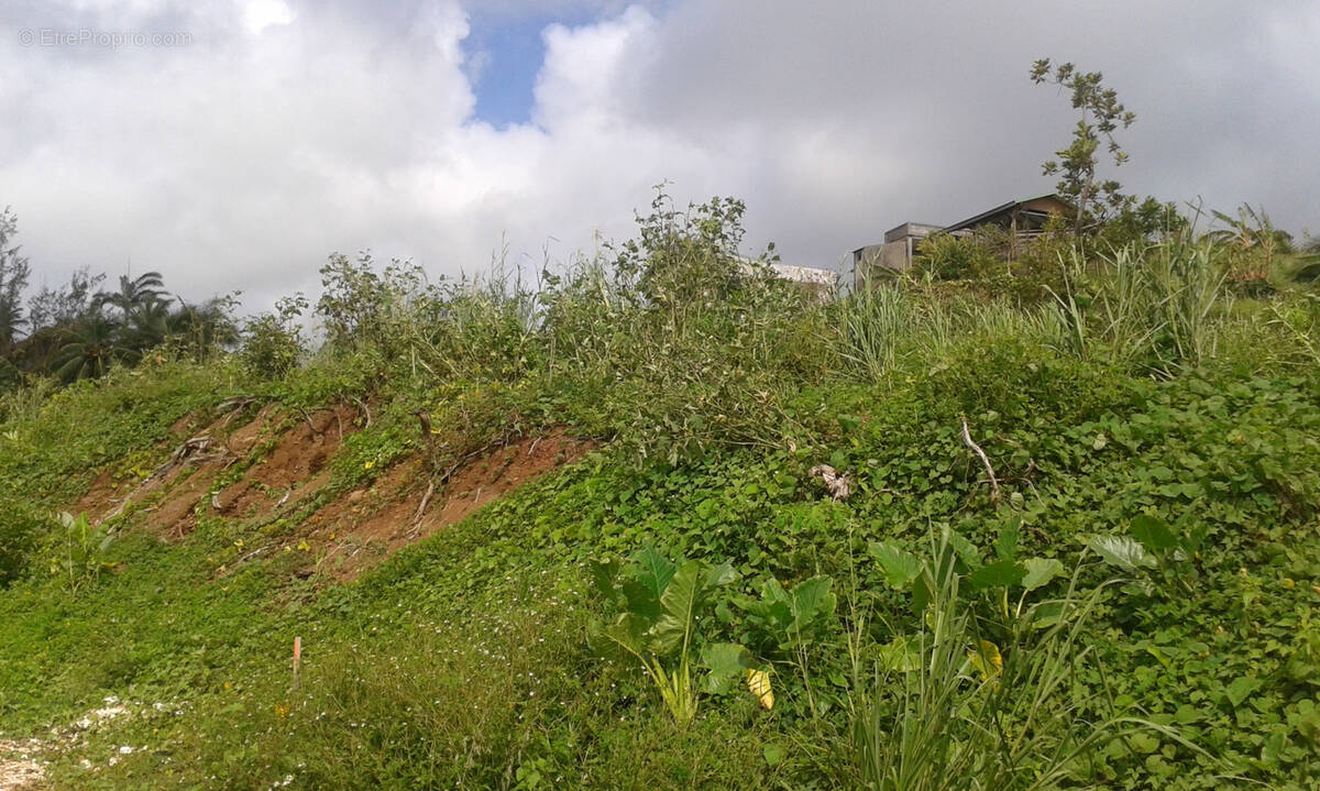 Terrain à GOYAVE