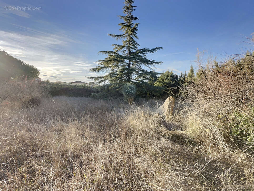 Terrain à SAINT-JEAN-DE-VEDAS