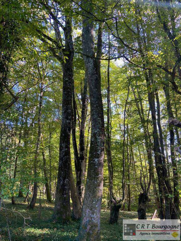 Maison à MOULINS-SUR-OUANNE