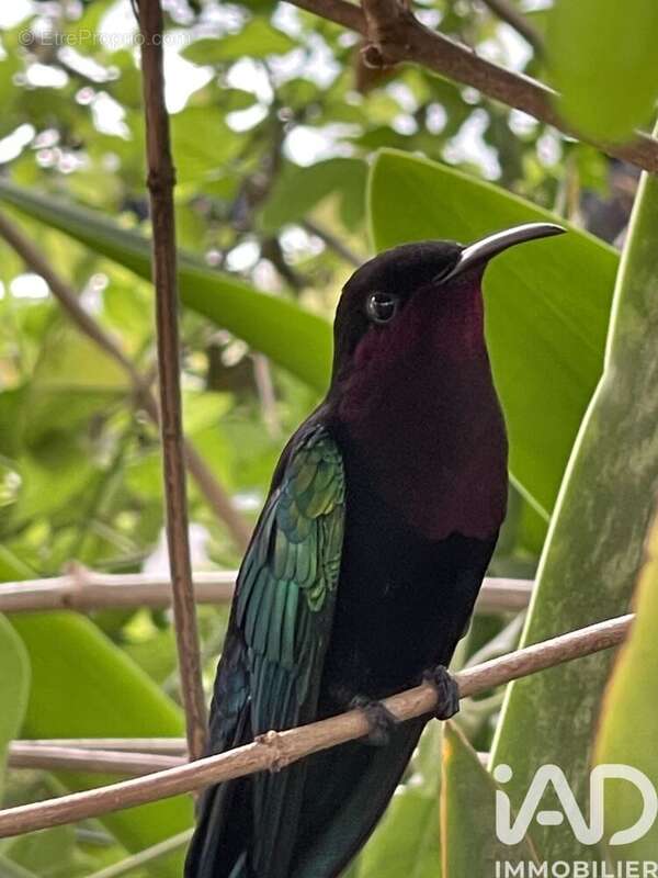 Photo 8 - Appartement à SAINTE-ANNE