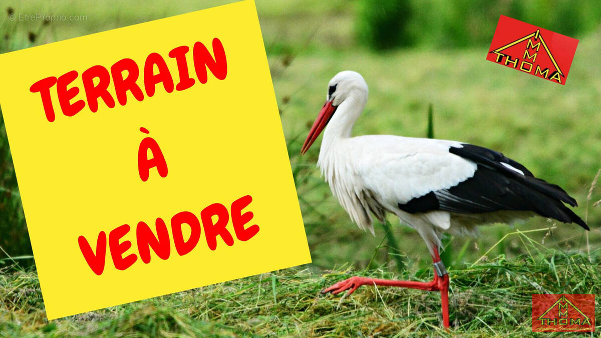 Terrain à BERENTZWILLER