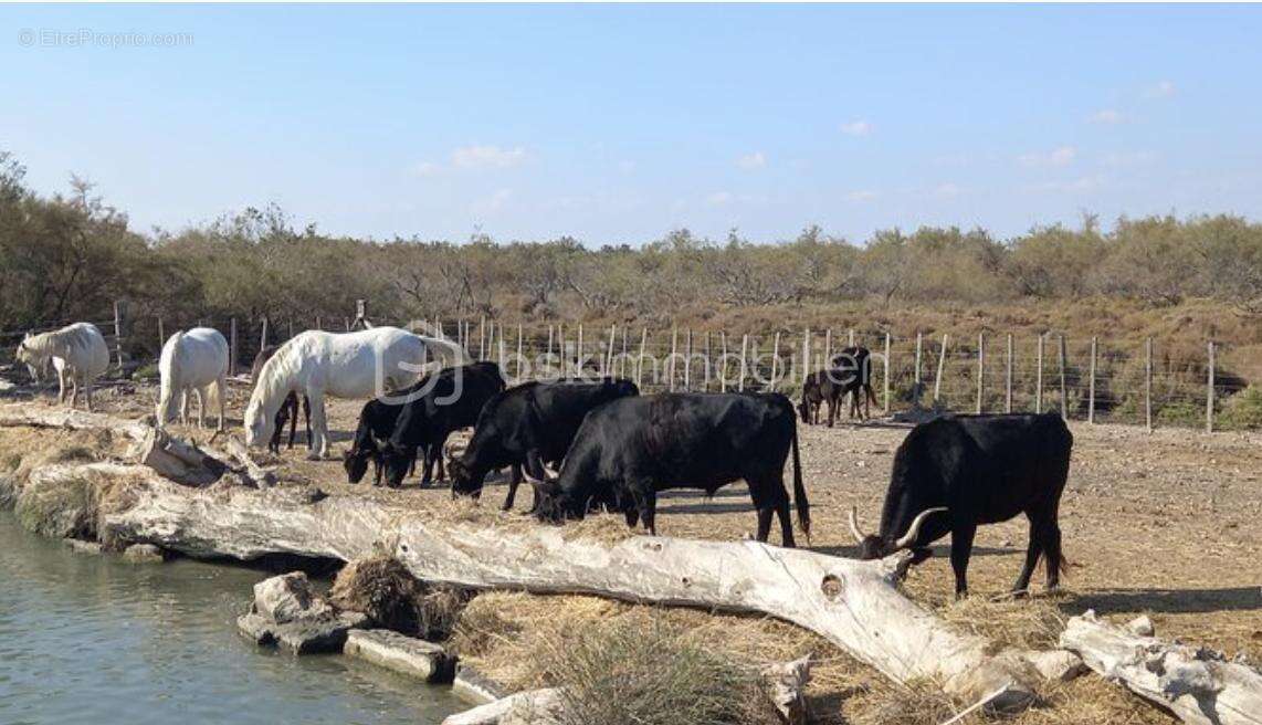 Maison à SAINT-GILLES