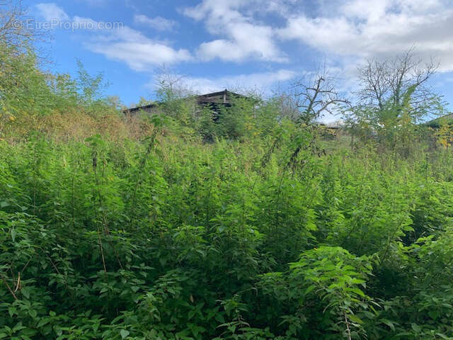 Terrain à SAINT-THOMAS-DE-CONAC